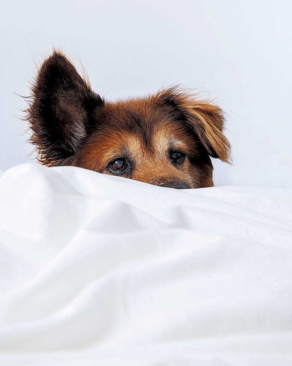 There are many valid reasons to stop sharing a bed with a pet, including poor sleep, waking up in pain and dirty bedding. — ERIC HELGAS/The New York Times