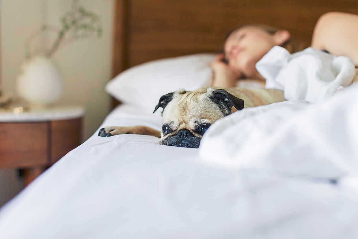 How can I move my dog out of bed without hurting our bond?