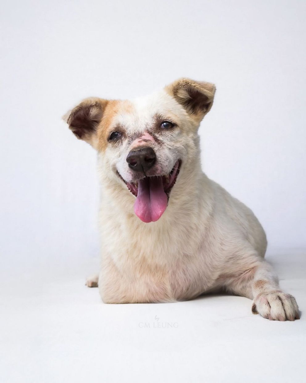 Three-legged Didi is also at the MDDB halfway home for special dogs.