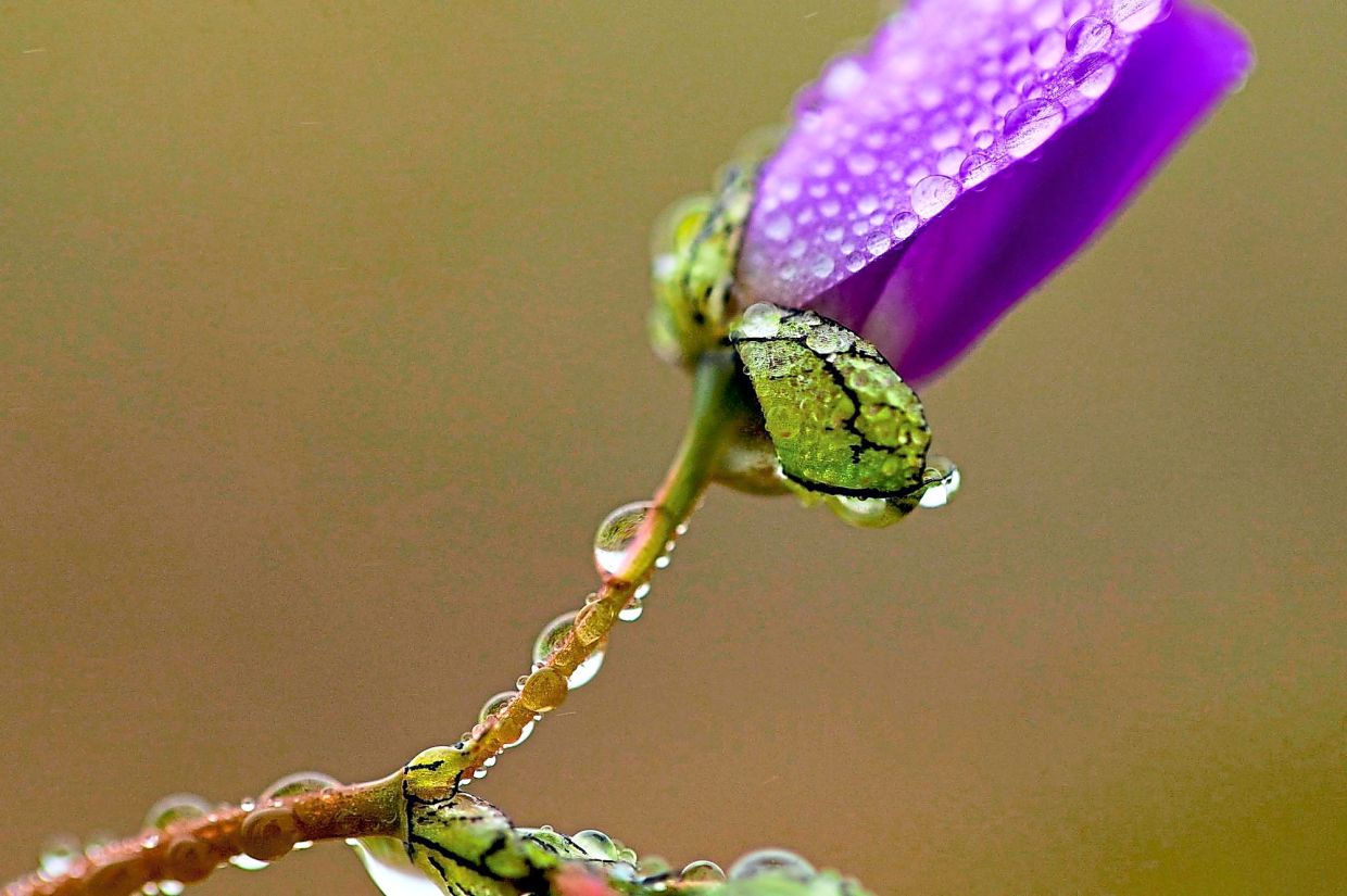 Dew droplets cling to a flower among a carpet of blooms.