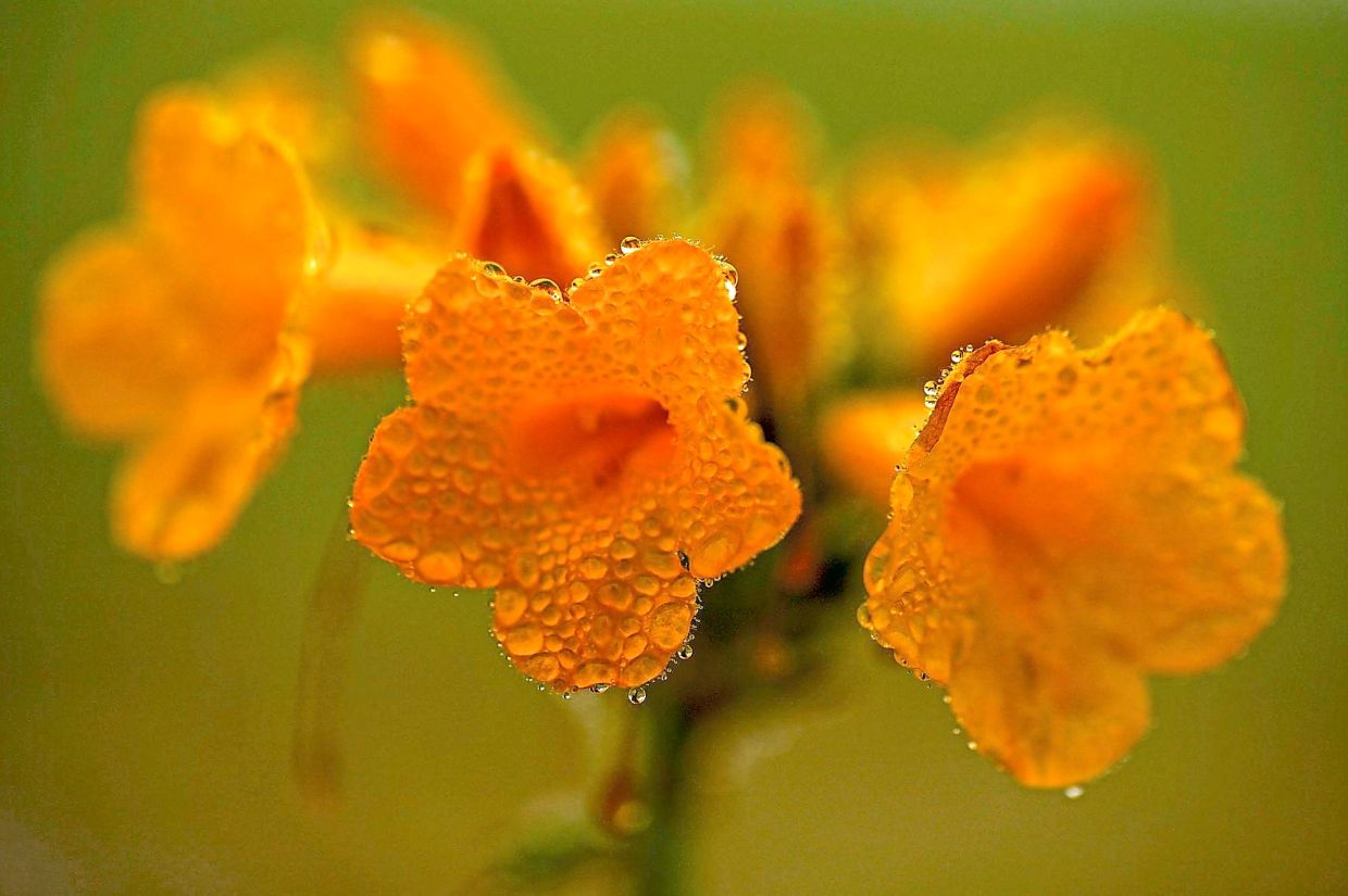 Dew droplets cling to a flower among a carpet of blooms.