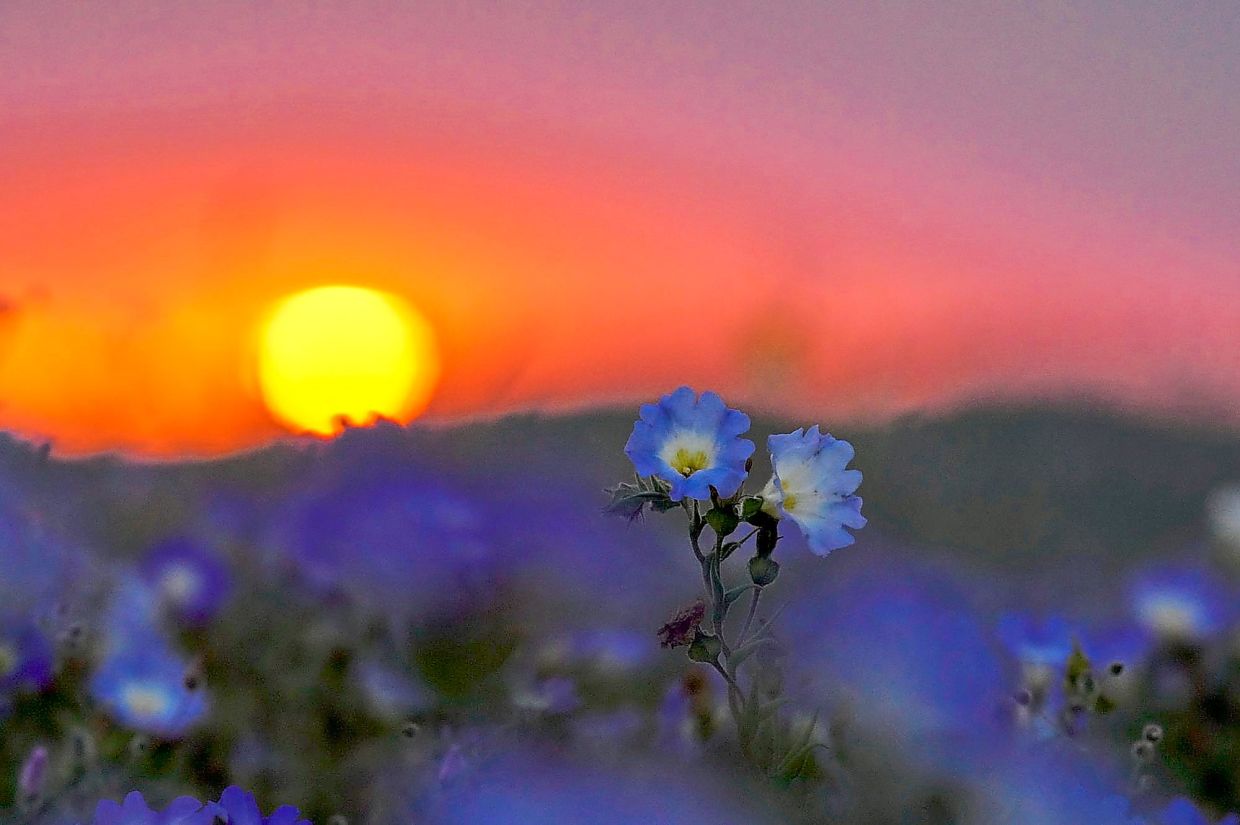 The sun sets behind flowers in a carpet of blooms covering the Atacama Desert.