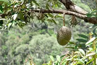 China’s durian ambitions: A threat to Malaysia’s growing market? 