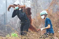 Rescued orang utan surge into rehab centre