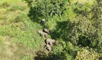 Cambodian authorities track wild elephant herd following fatal attack