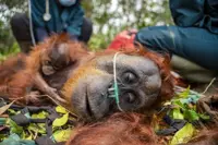 Dozens of orangutans saved from Indonesia blazes