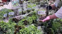 Leafy greens shortage in Japan forces restaurants to change menus