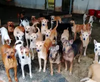 Hope for rescued pups: Malaysian Dogs Deserve Better struggles to survive