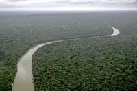A small group of tree species are restoring the Amazon rainforest