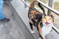 Cats want to talk to us, and scientists are trying to decipher the meow