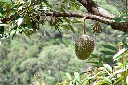 China’s durian ambitions: A threat to Malaysia’s growing market? 