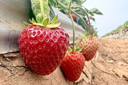 Strawberry farmers try using steam to grow better crop