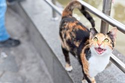 Cats want to talk to us, and scientists are trying to decipher the meow