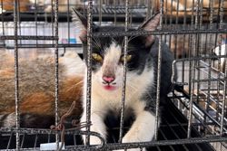 SAFM calls for urgent action over alleged sexual abuse of cat