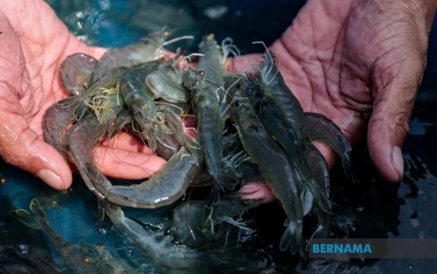 Biosecurity at shrimp farm beefed up against diseases