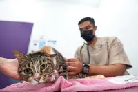 Pets also suffering due to haze