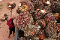 El Niño-powered drought leaves Indonesian palm farmers high and dry as river recedes