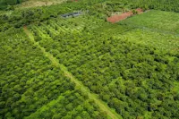 Vietnam coffee output forecast flat; El Niño threatens next crop
