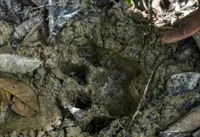 QuickCheck: Were tiger tracks found on a farm in Gerik?