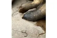 Carcass of river terrapin found in Sg Kemaman