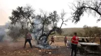 UN experts urge Israel to protect West Bank olive farmers