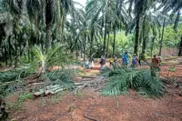 Perak studying food zones to reduce elephant-human conflict