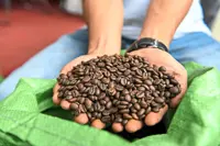 Coffee output to remain flat as El Nino threat looms