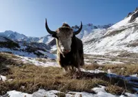 Famous Siberian cave yields remains of yak-like Ice Age mammal
