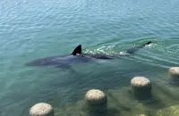 Busan shark stranded for a month may have just two weeks to live, expert warns