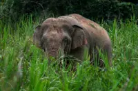 Perak Perhilitan receives six reports of elephant incursions in Sg Siput