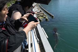 Experts warn Busan shark Bukang-i may have just two weeks to live