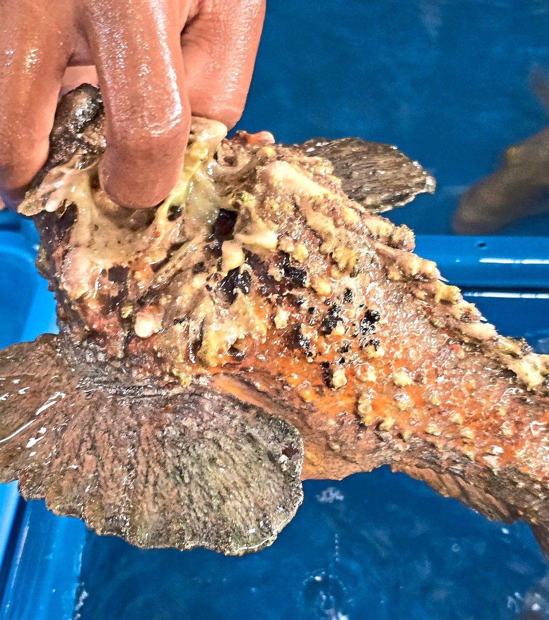 Stonefish are venomous but also edible like the puffer fish, so if you wish to try this make sure it is prepared safely.