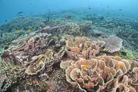 Coral reef health at six islands worsening due to rising sea temperatures, Parliament told