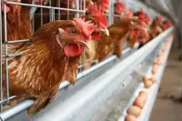 Malaysia's poultry sector to stay resilient on steady demand, domestic production base- MBSB IB