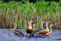 Conflict and environmental threats jeopardise conservation in Myanmar's Kachin State as migratory birds return