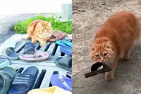 QuickCheck: Has Shah Alam's famous orange slipper thief gone missing?