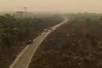 Indonesia haze threatens beetles vital to palm oil production