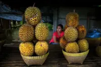 Indonesian durian farmers stand to benefit from minister’s visit to China