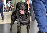K9 units to be deployed at KLIA from Oct 26