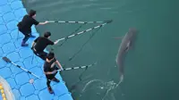 South Korea guides crowd-pulling shark out of canal