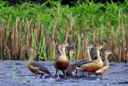 Conflict and environmental threats jeopardise conservation in Myanmar's Kachin State as migratory birds return