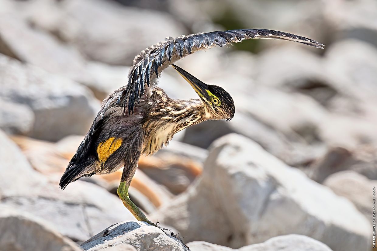 A little heron