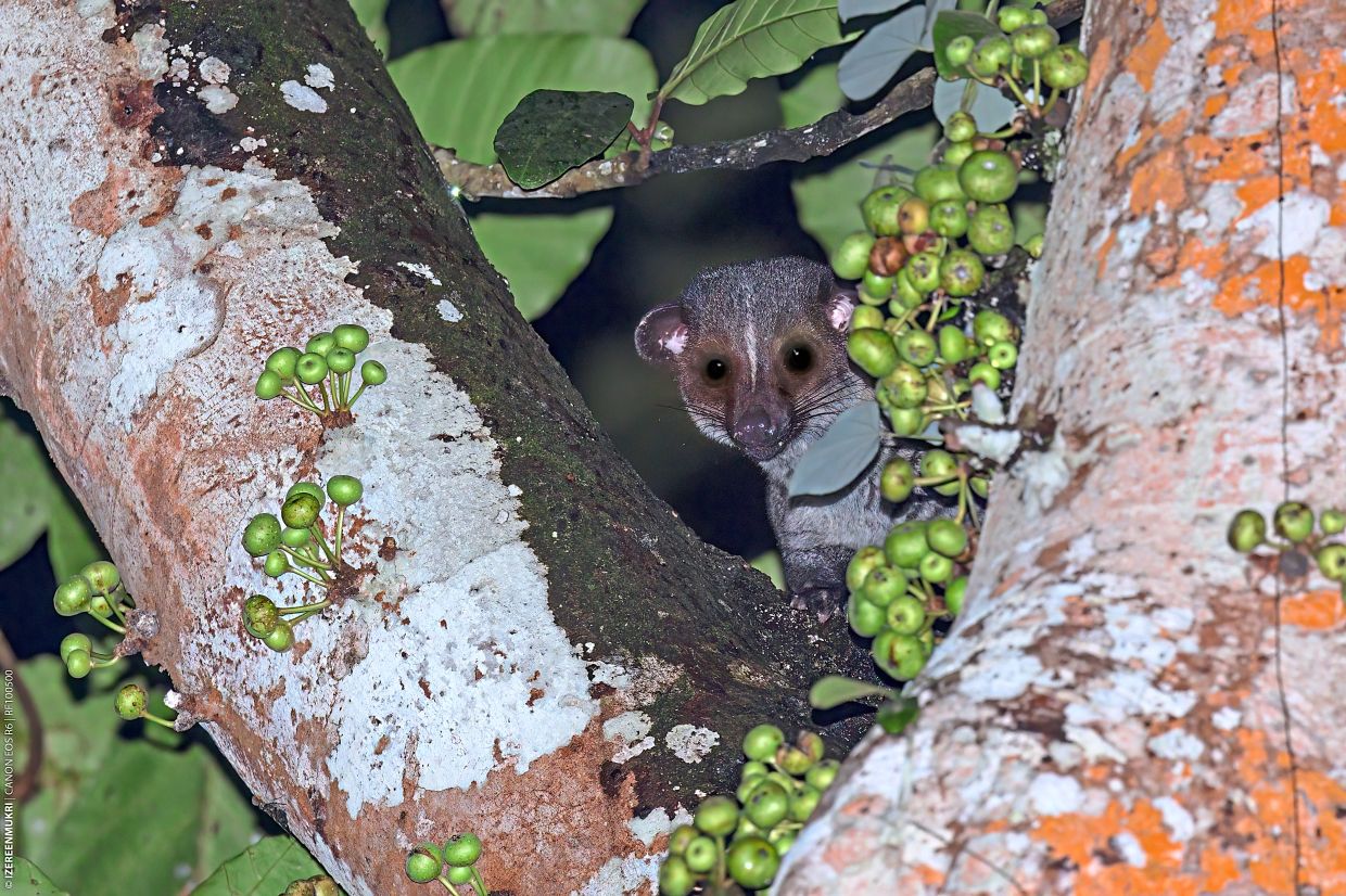 A small-toothed palm civet spotted at KL East Park and a little heron at Bandar Bukit Raja Wetland Townpark in Klang, offering a glimpse of the urban biodiversity found within these townships. Both images were taken by Sime Darby Property ecologist Izereen Mukri.