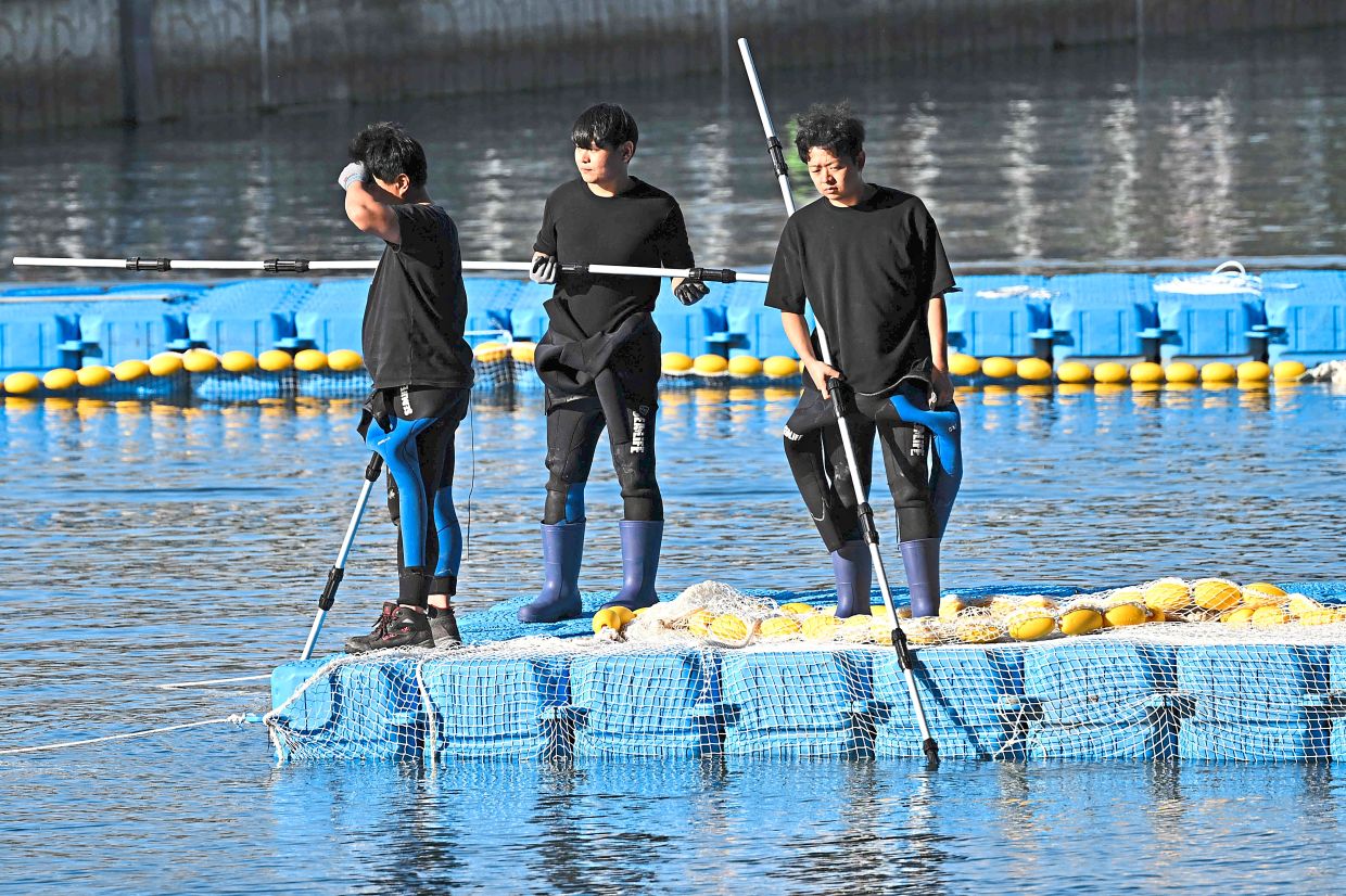 Authorities taking part in the operation to guide the shark back to sea.— Reuters