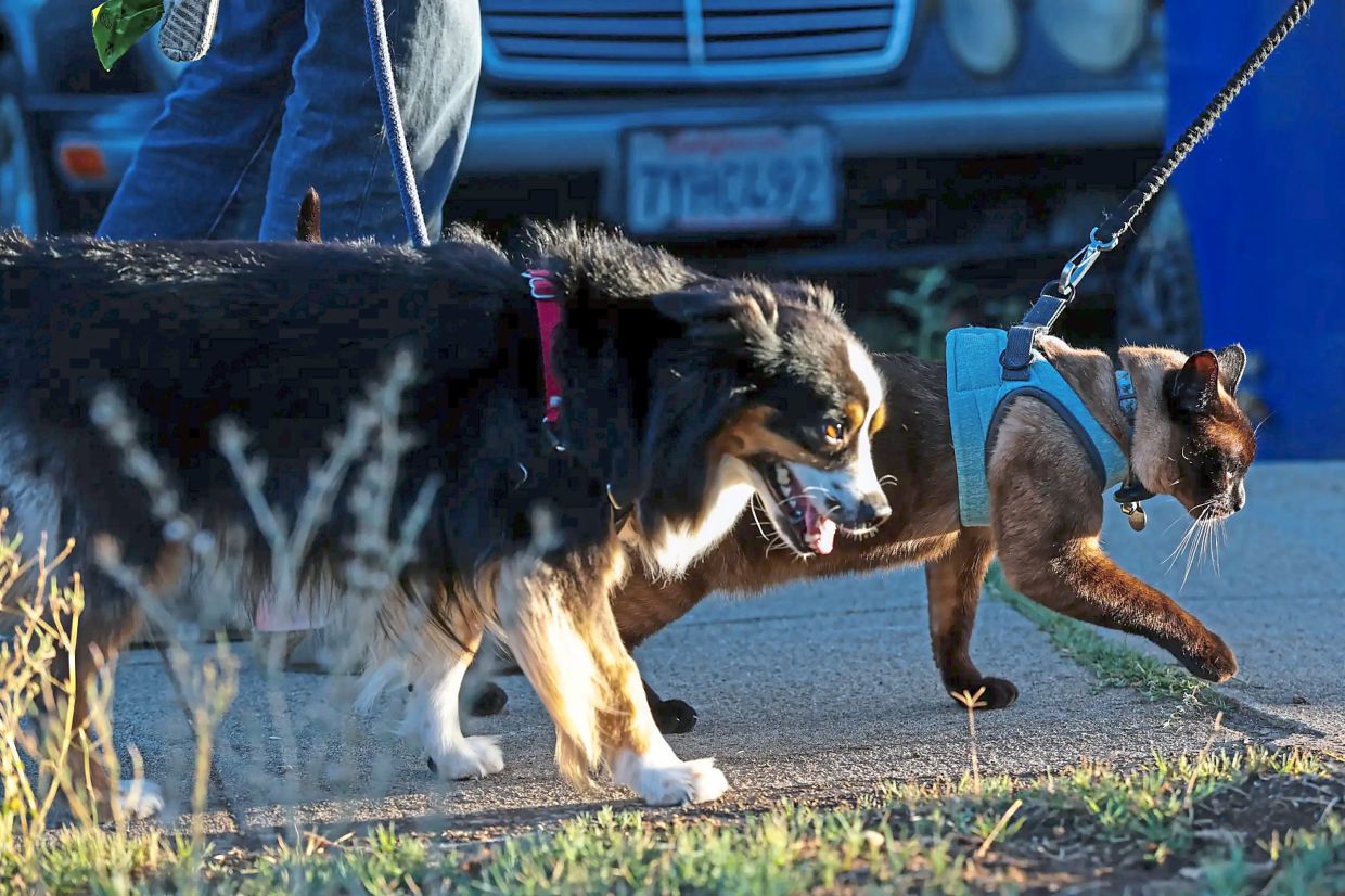 Zephyr the cat leads Ivy the dog in an evening walk in Highland Park.