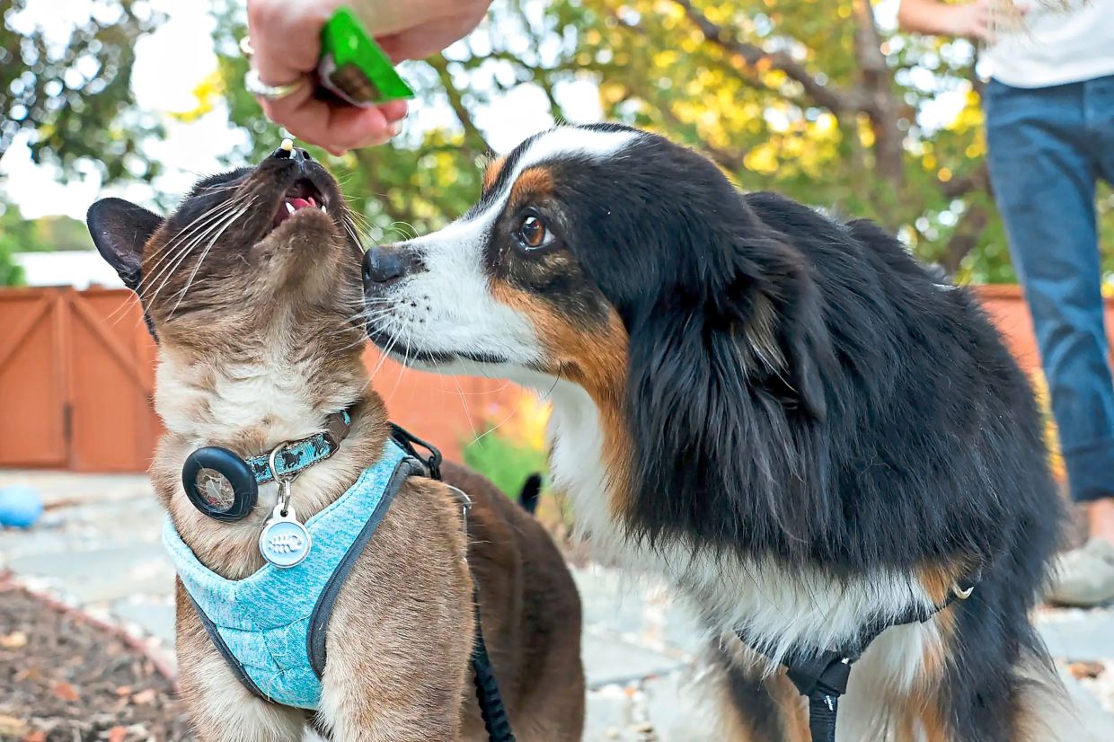 Zephyr (left) is given a snack while Ivy sniffs Zephyr.