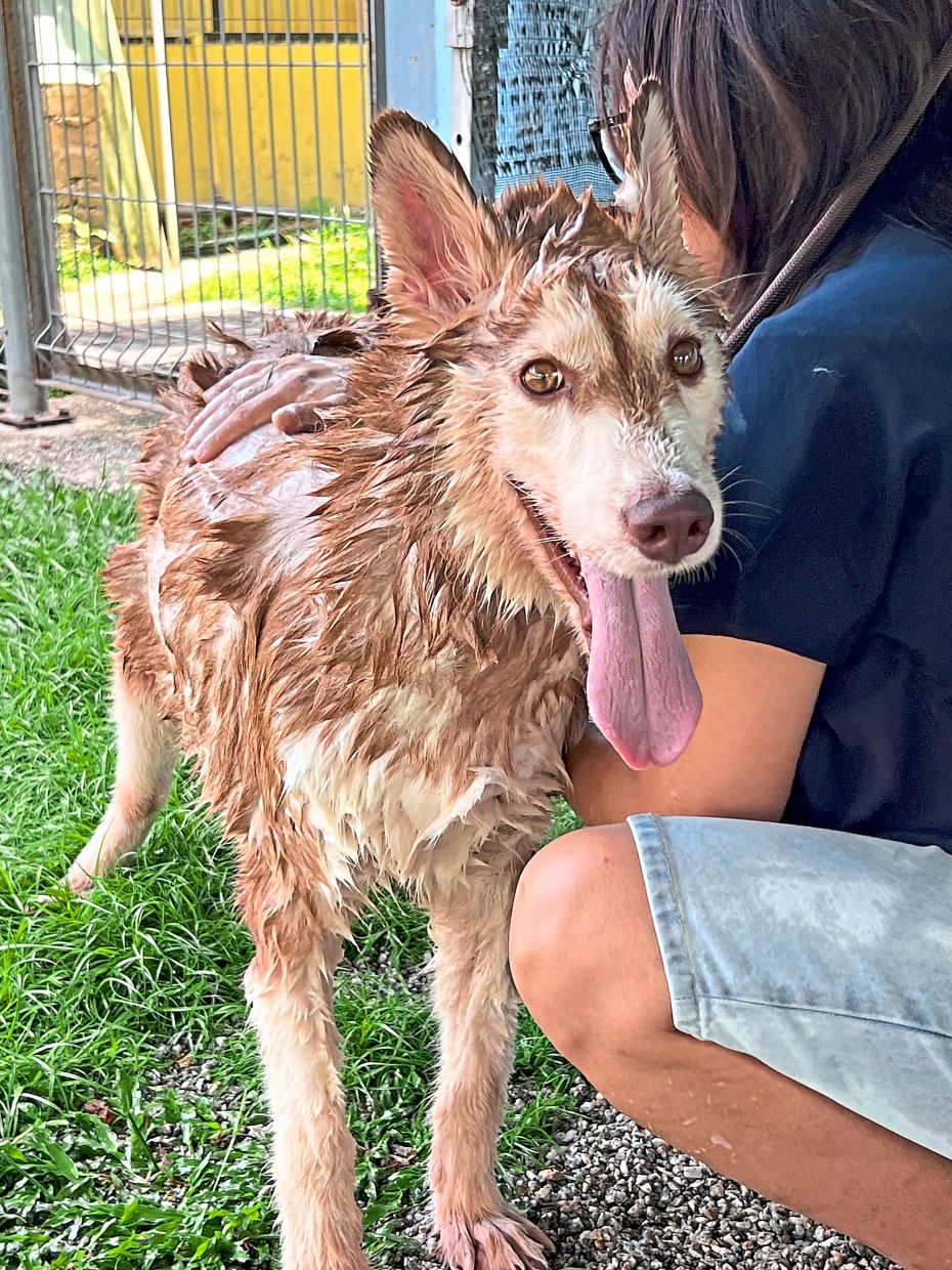 Mocha after his bath, is a little damp but very adorable.