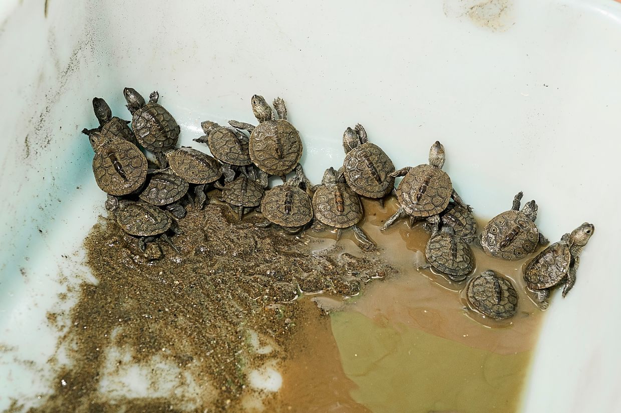 Diamondback terrapin freshly hatched and protected in a bucket.