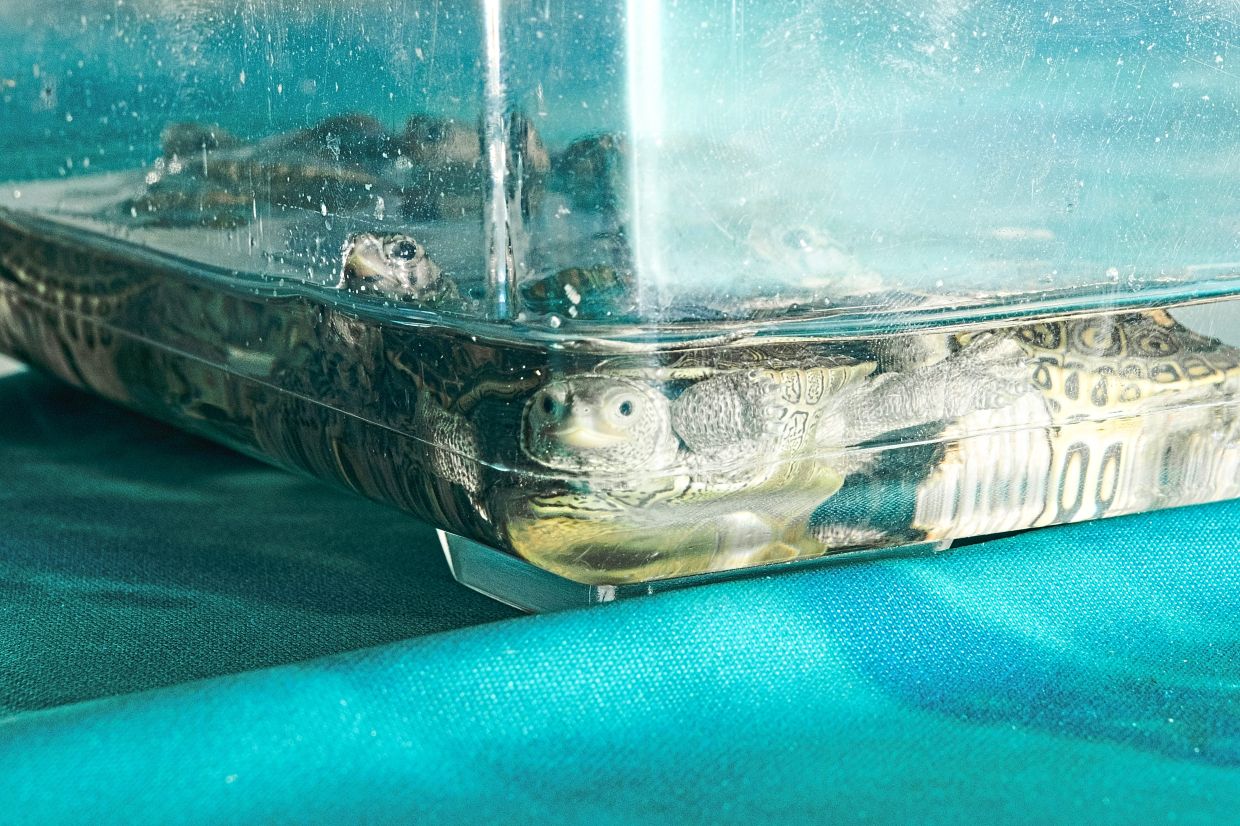 Diamondback terrapin turtles await their release into the wild.
