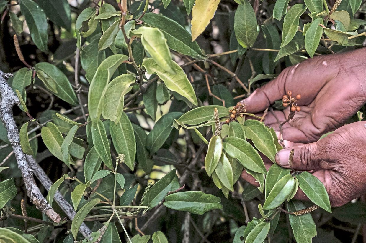 The wild pepper, prized by many top chefs around the world, is fcing an uncertain future.